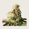 Ice Cream Cake Feminized Seeds | CannaBlossom