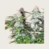 Northern Lights Auto Seeds | CannaBlossom