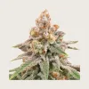 Wedding Cake Feminized Seeds | CannaBlossom